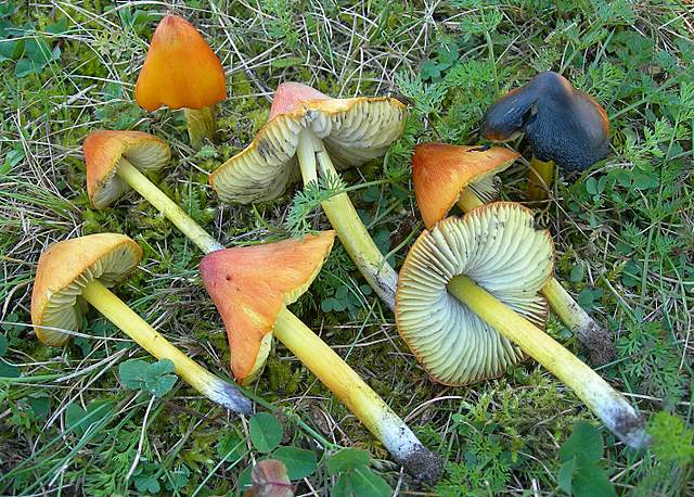 Funghi degli areali esposti
